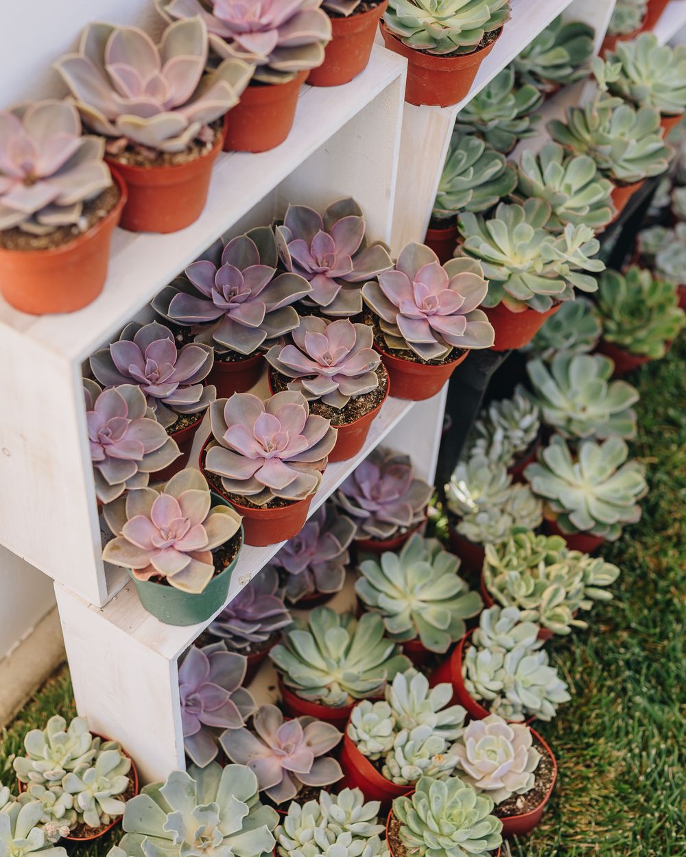 Shelves of potted echeveria and succulents in lavender, sage and green